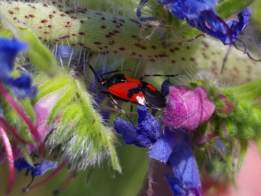 Deraeocoris rutilus - cinóber mezeipoloska