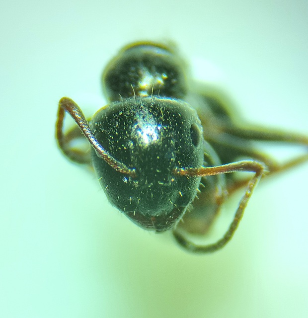 Camponotus piceus - szurkos lóhangya