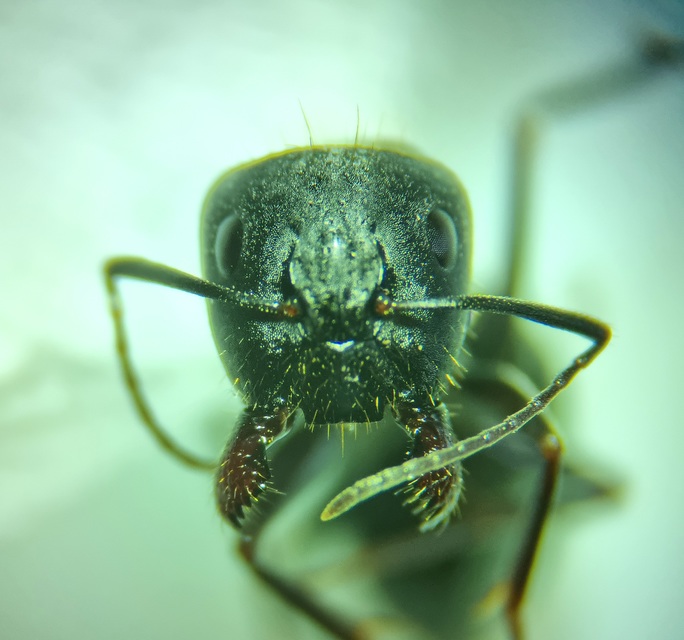 Camponotus aethiops - szőrös lóhangya
