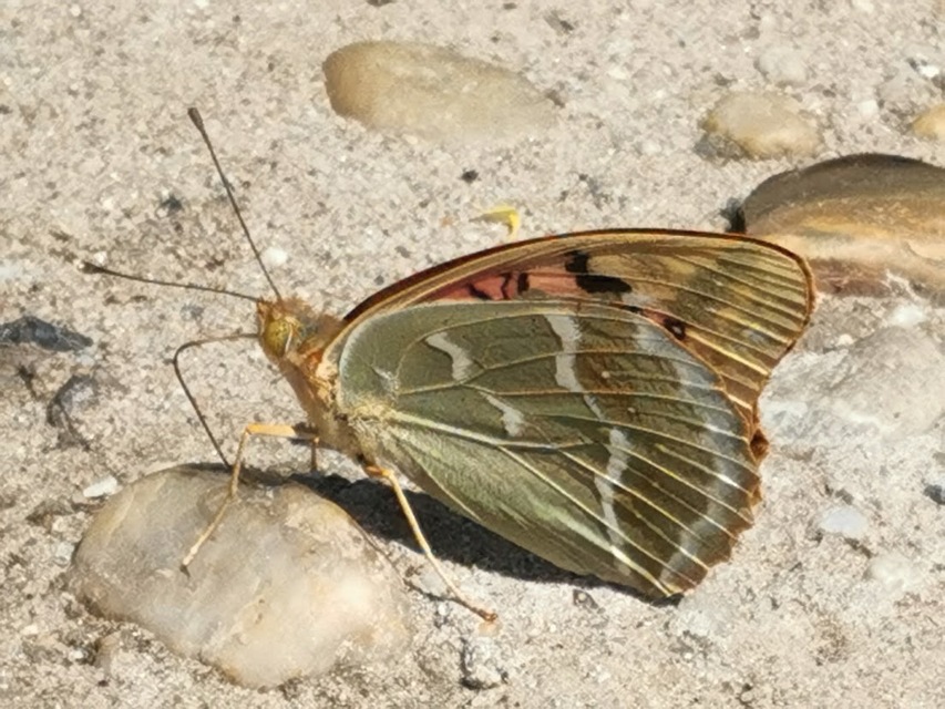 Argynnis pandora - zöldes gyöngyházlepke
