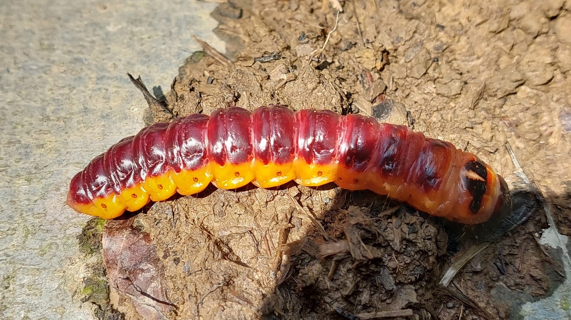 Cossus cossus - fűzfarontólepke