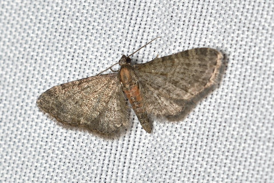 Eupithecia haworthiata - rozsdástestű törpearaszoló