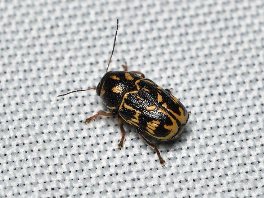 Pachybrachis tesselatus - ragyáshátú tömzsibogár
