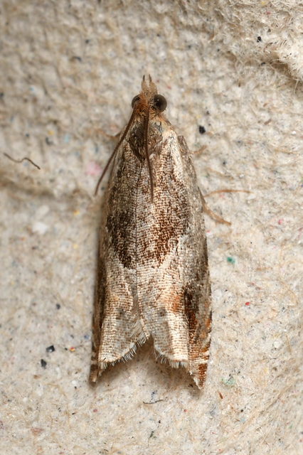 Ancylis