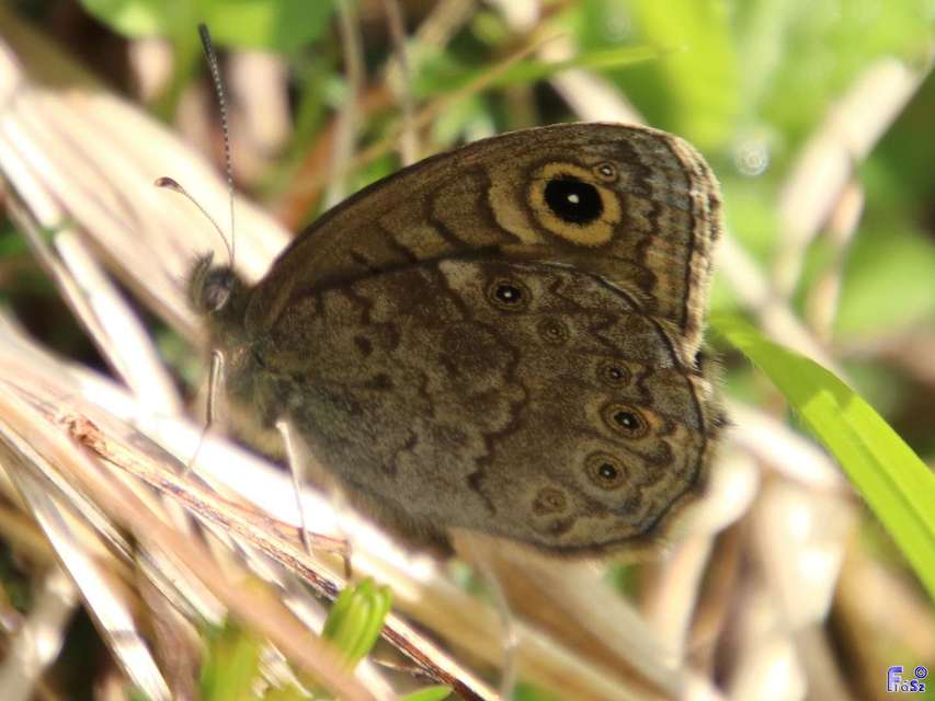 Lasiommata petropolitana - északi szemeslepke