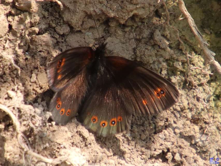 Erebia medusa - tavaszi szerecsenlepke