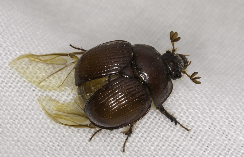 Bolbelasmus unicornis - szarvas álganéjtúró