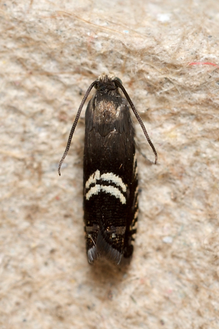 Grapholita