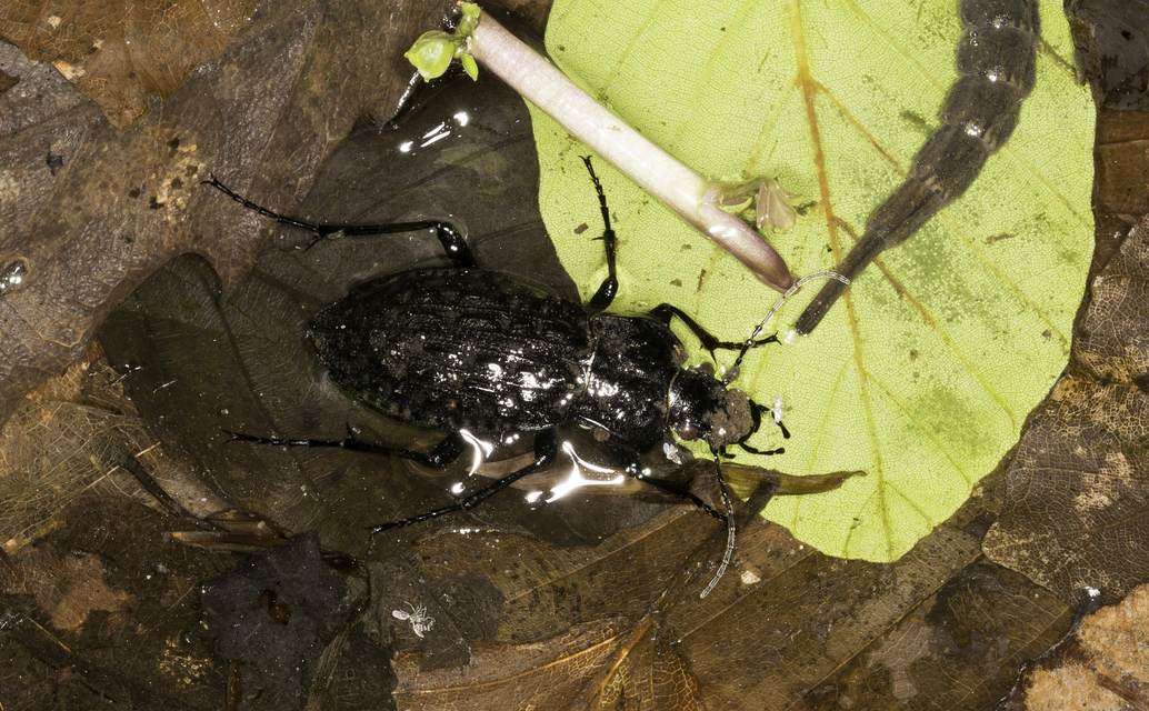 Carabus nodulosus - dunántúli vízifutrinka Carabus nodulosus - dunántúli vízifutrinka