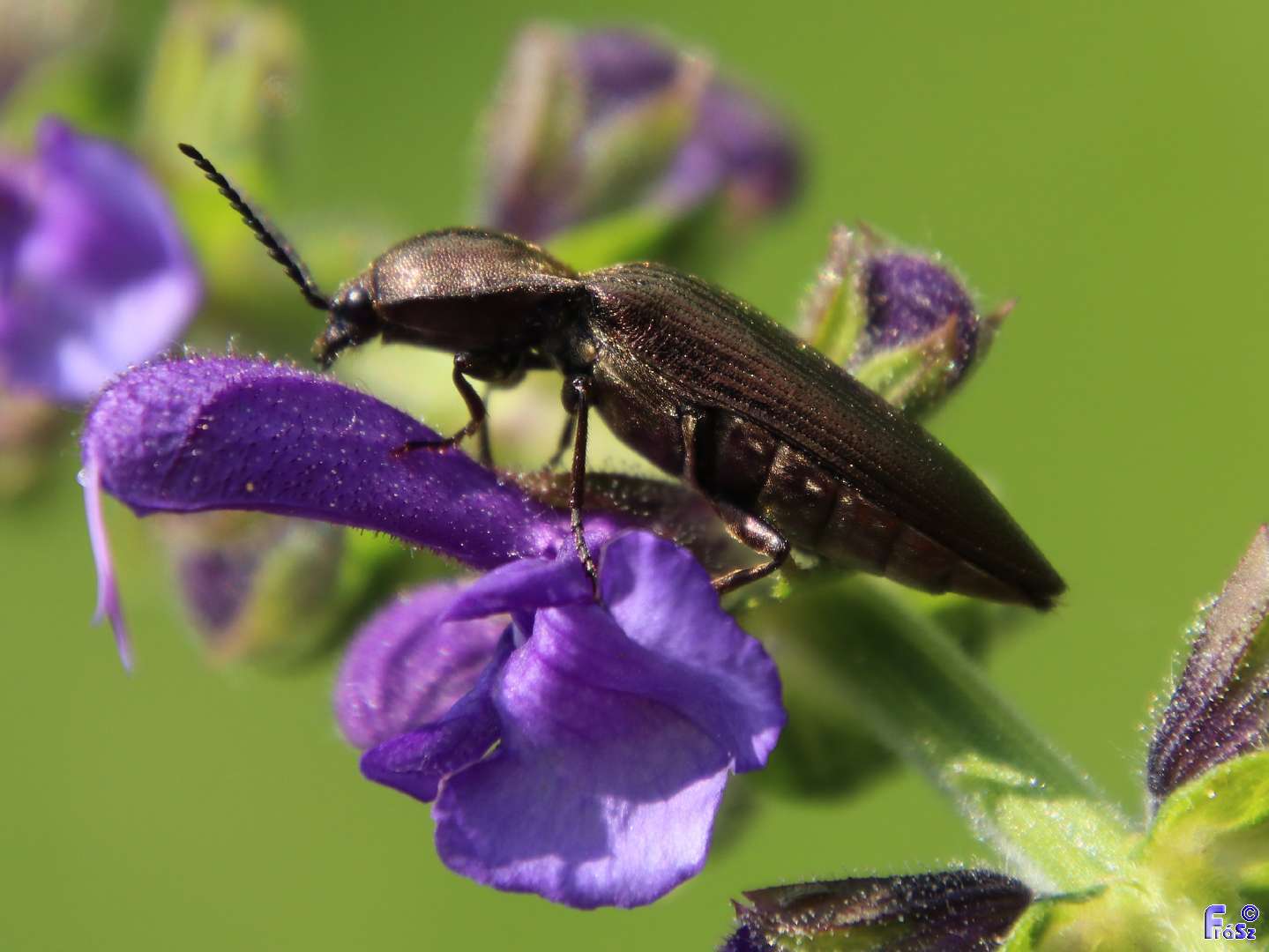 Ctenicera