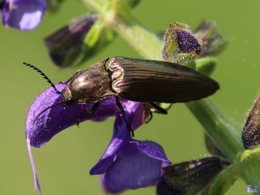 Ctenicera Ctenicera
