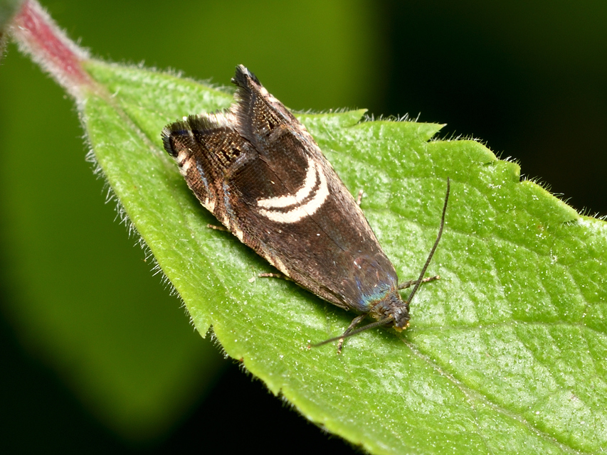 Grapholita