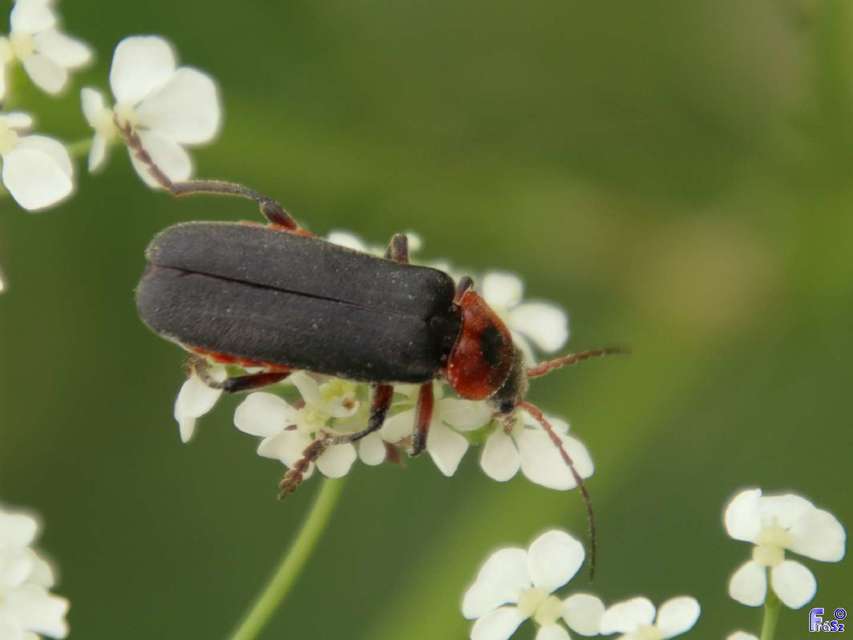 Cantharis rustica - suszterbogár