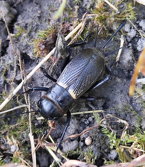 Gryllus campestris - mezei tücsök