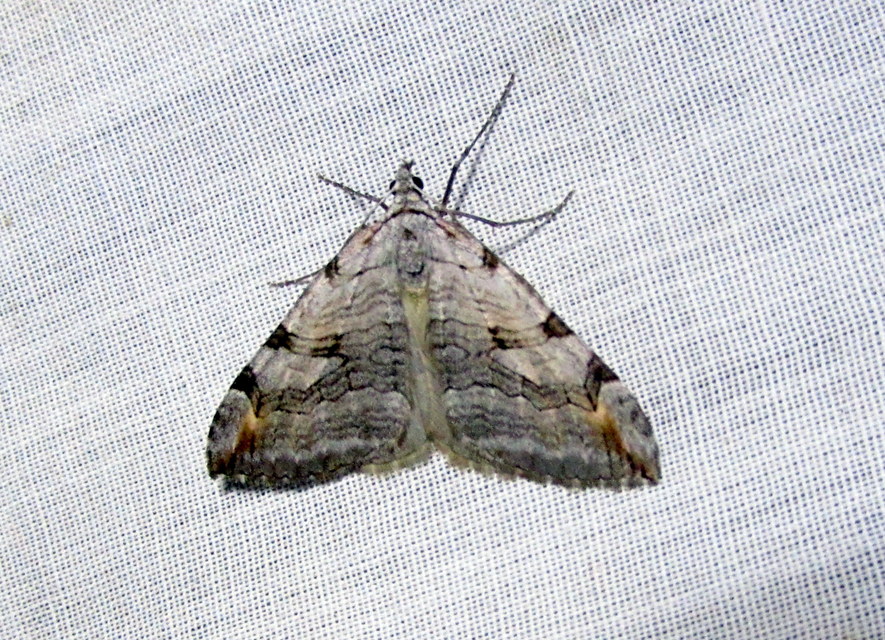 Aplocera efformata/plagiata