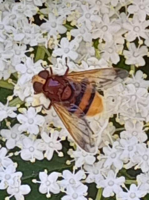 Volucella zonaria - kétöves pihelégy Volucella zonaria - kétöves pihelégy