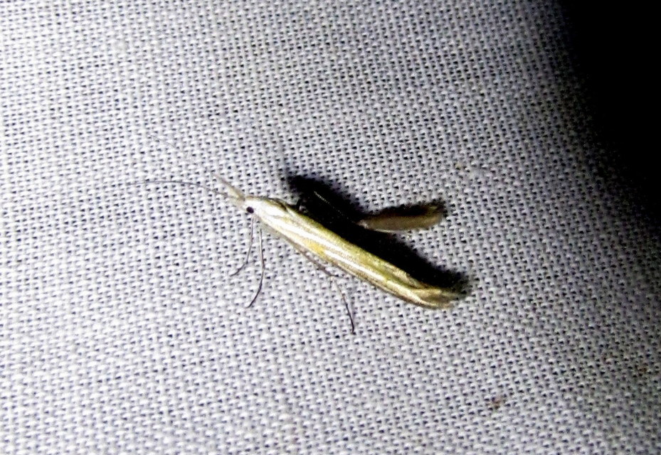 Coleophora