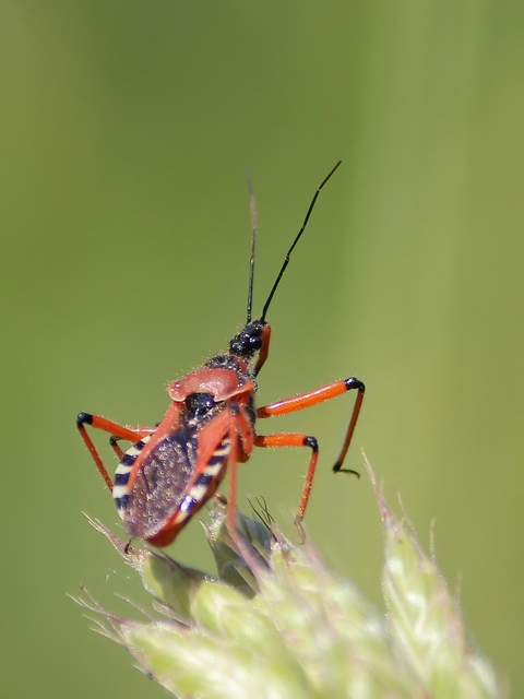 Rhynocoris iracundus - közönséges gyilkospoloska