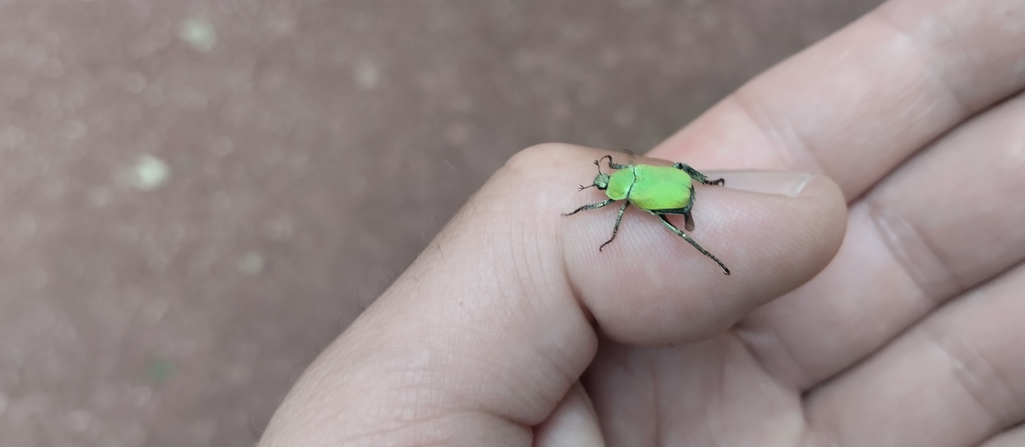 Hoplia argentea - ezüstös virágcserebogár