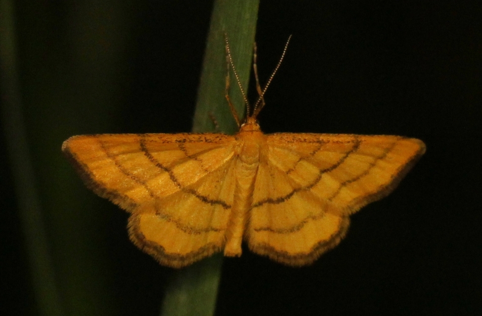 Idaea aureolaria - aranyos sávosaraszoló