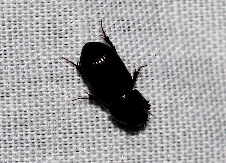 Aphodius varians - változékony trágyabogár
