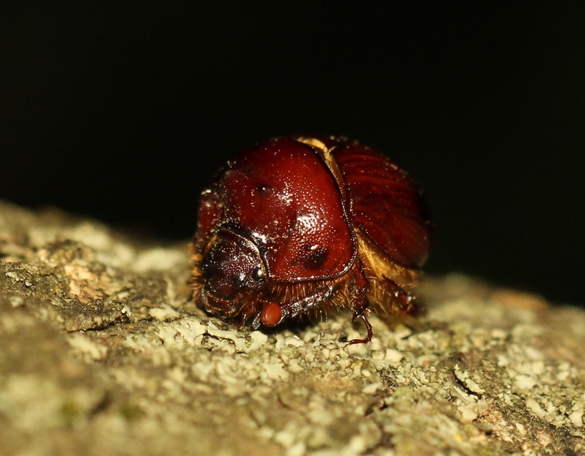 Bolbelasmus unicornis - szarvas álganéjtúró