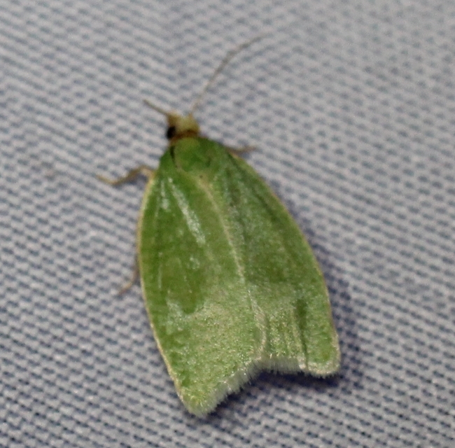 Tortrix viridana - tölgyilonca