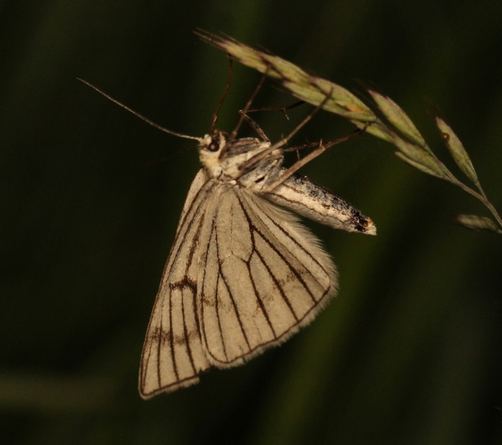 Siona lineata - vonalas fehéraraszoló