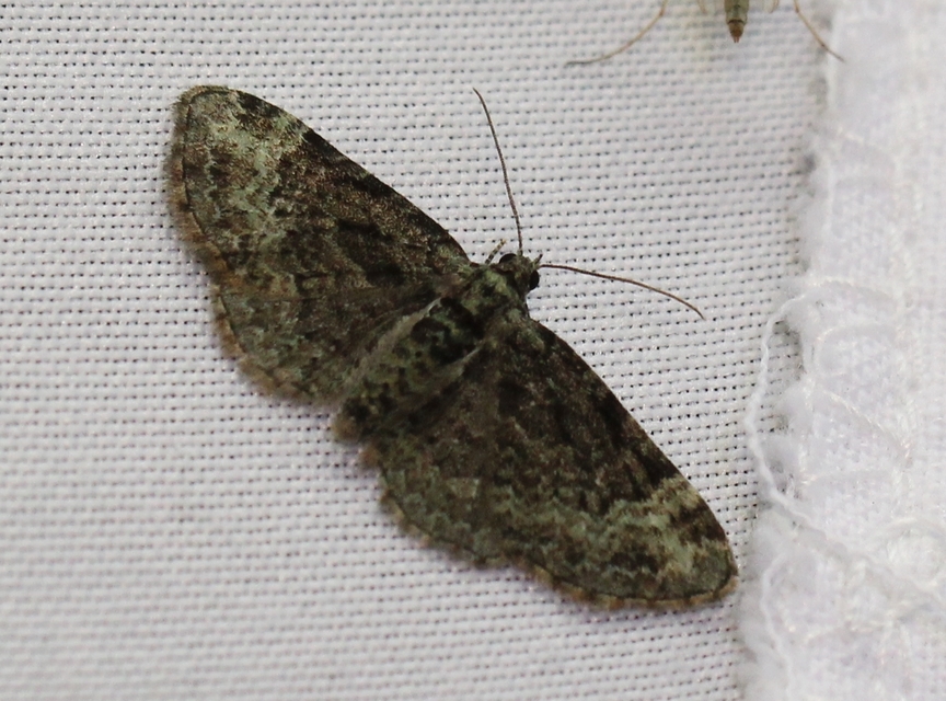 Pasiphila rectangulata - almavirág-araszoló