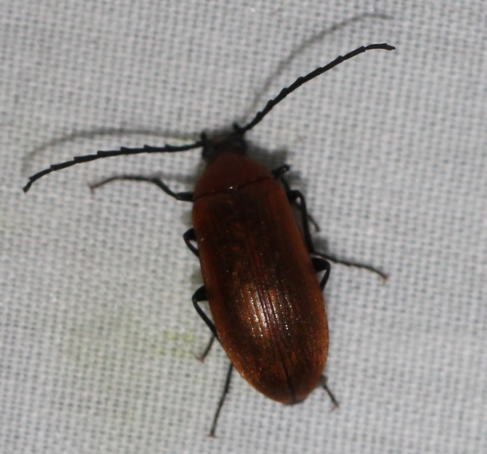 Pseudocistela ceramboides - narancssárga alkonybogár