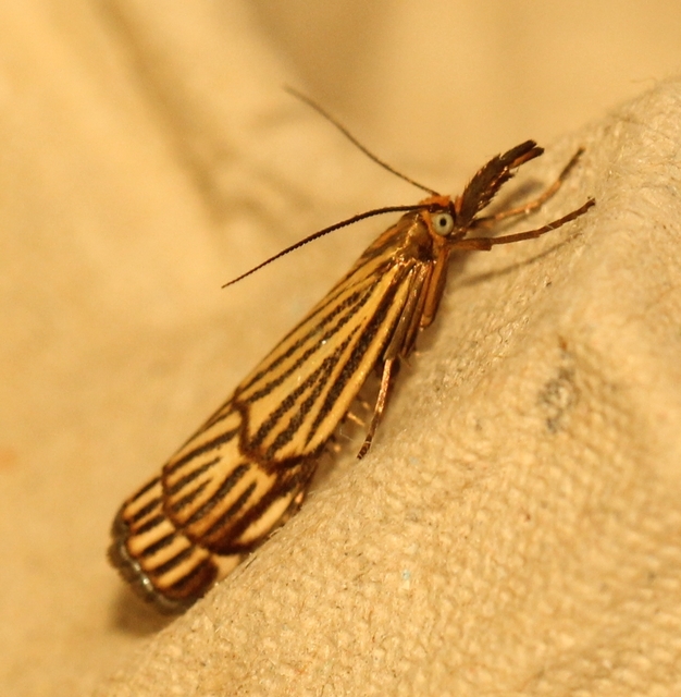 Chrysocramboides craterella - rácsos fűgyökérmoly