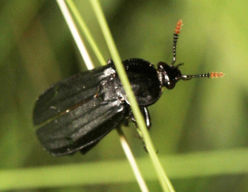 Necrodes littoralis - nagy dögbogár