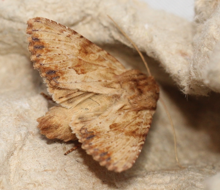 Apamea sublustris - sárgás dudvabagoly