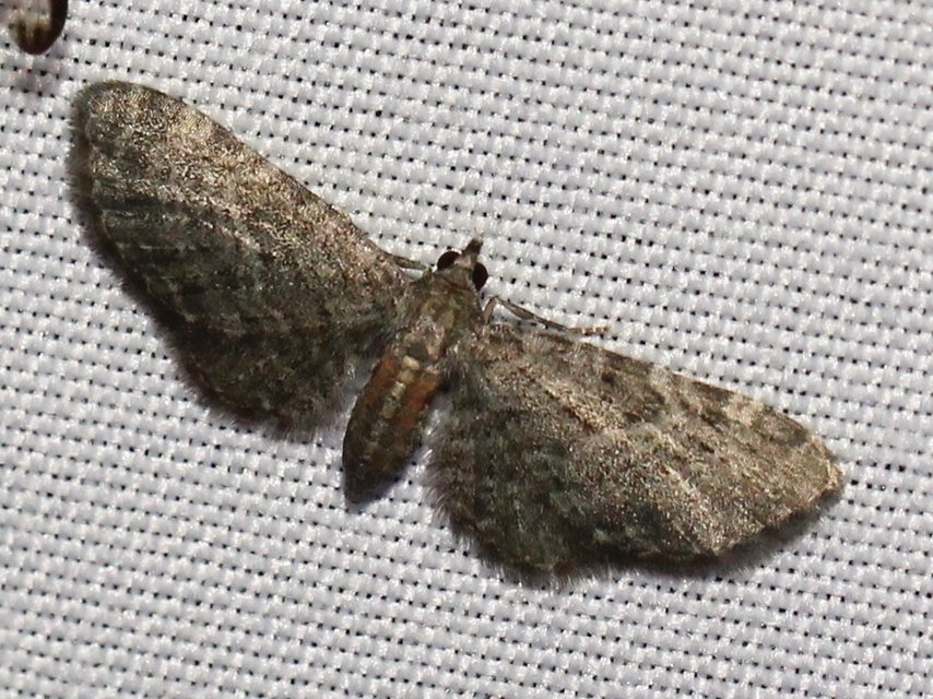 Eupithecia haworthiata - rozsdástestű törpearaszoló