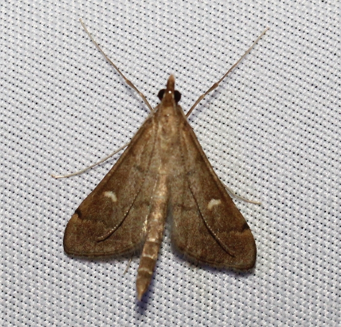 Dolicharthria punctalis - hosszúlábú tűzmoly
