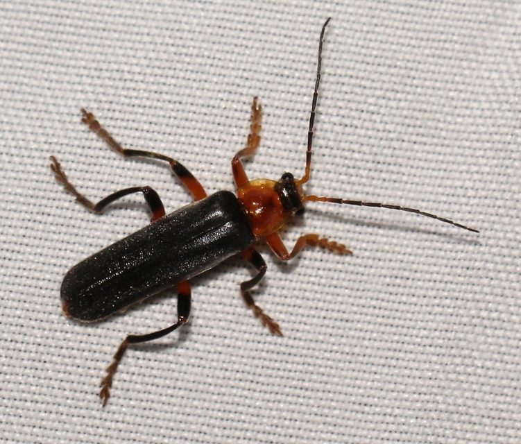 Cantharis livida - mezei lágybogár