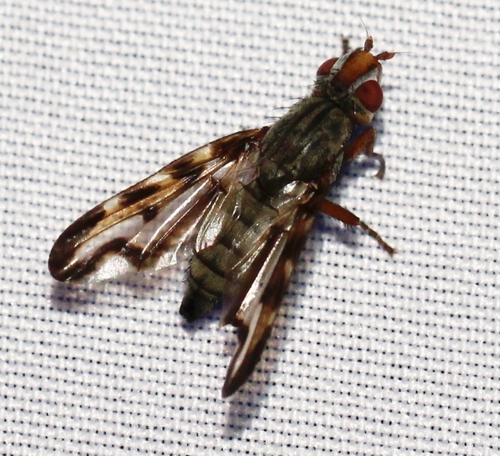 Otites lamed