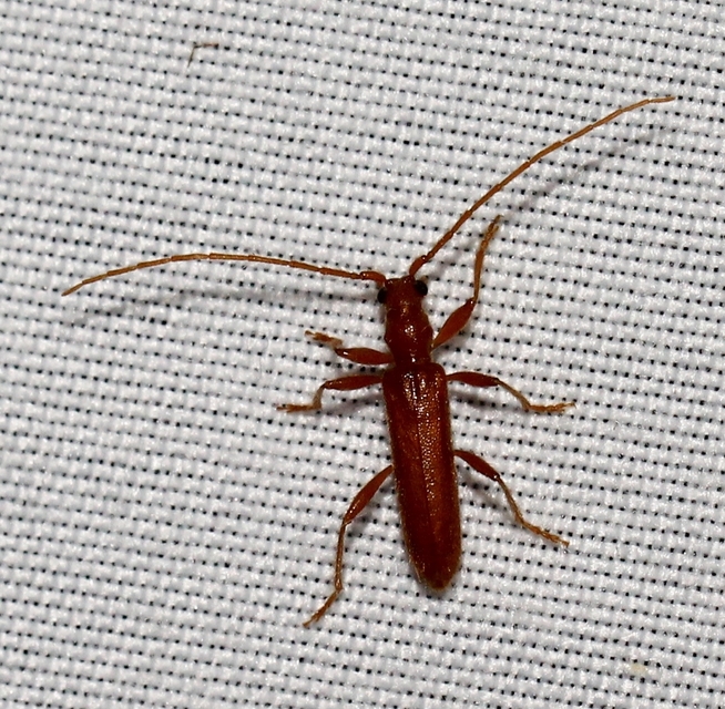 Axinopalpis gracilis - kecses selymescincér