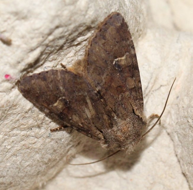 Apamea sordens - kalászrágó dudvabagoly Apamea sordens - kalászrágó dudvabagoly