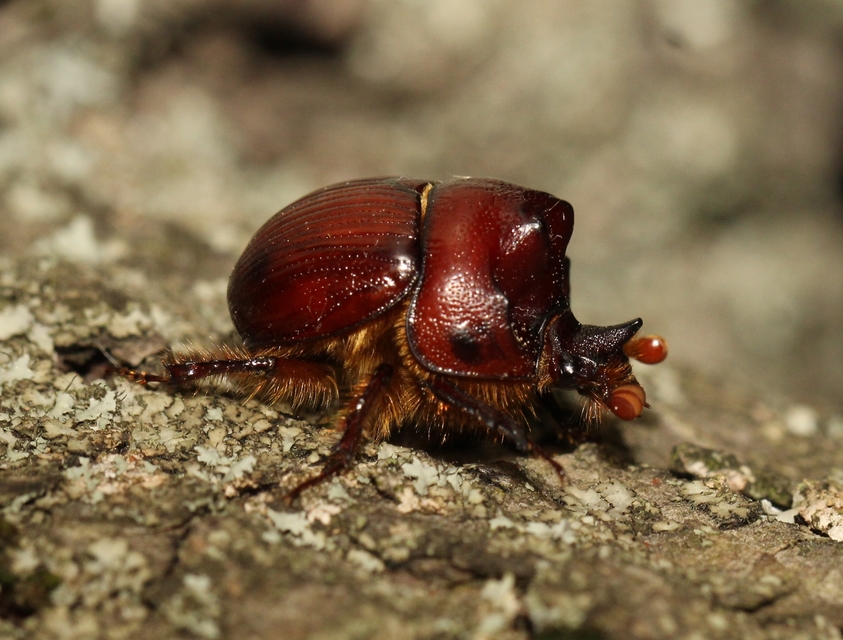 Bolbelasmus unicornis - szarvas álganéjtúró