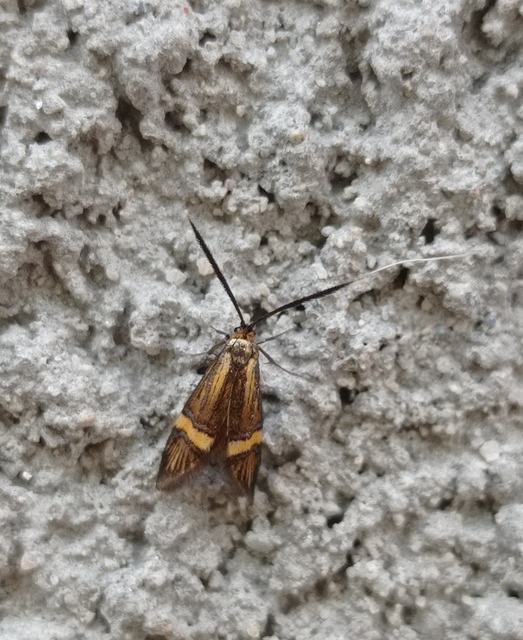Nemophora degeerella - pompás tőrösmoly