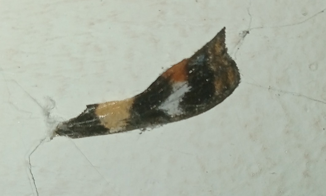 Nymphalis urticae - kis rókalepke