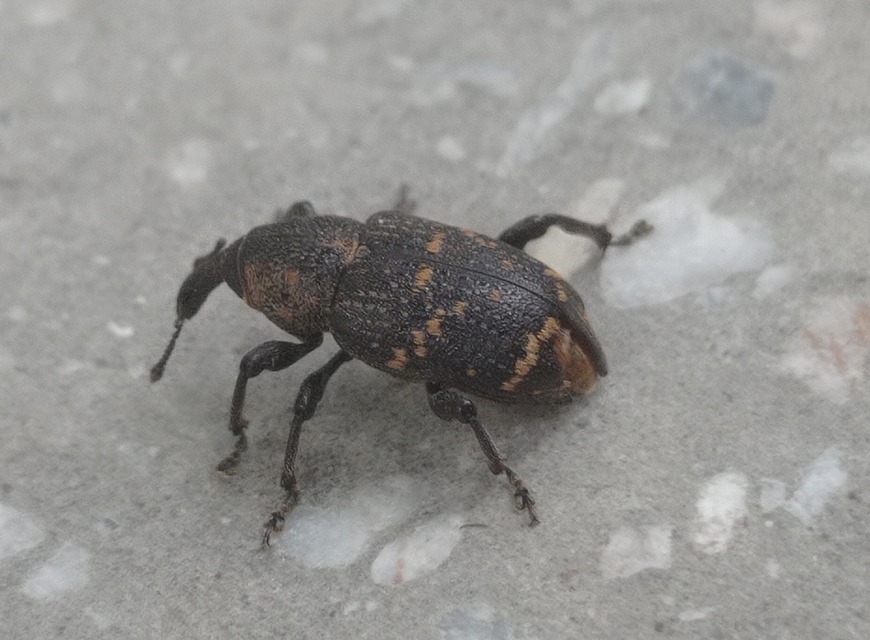 Hylobius abietis - nagy fenyvesormányos