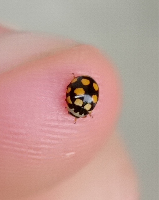 Coccinula quatuordecimpustulata - feketesárga katóka