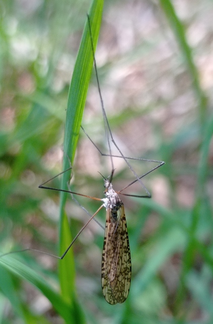 Limnophila schranki