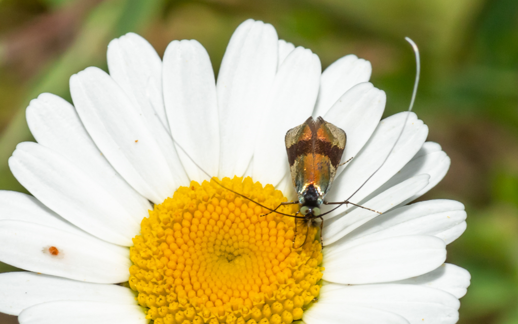 Nemophora
