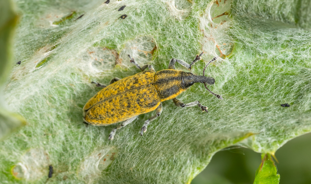 Lixus cardui/filiformis
