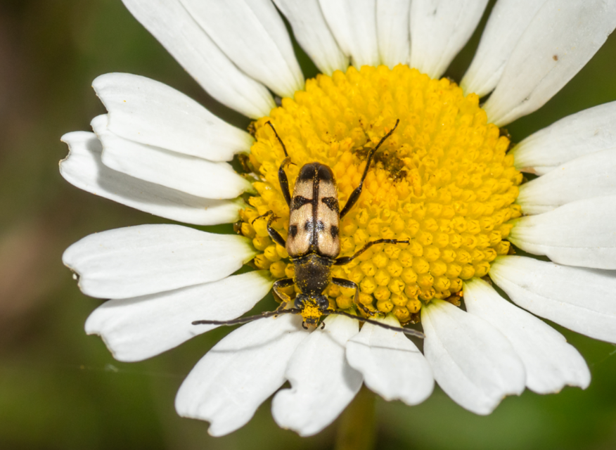 Pachytodes erraticus - rajzos virágcincér