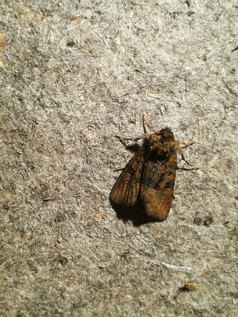Oligia latruncula - fekete dudvabagoly