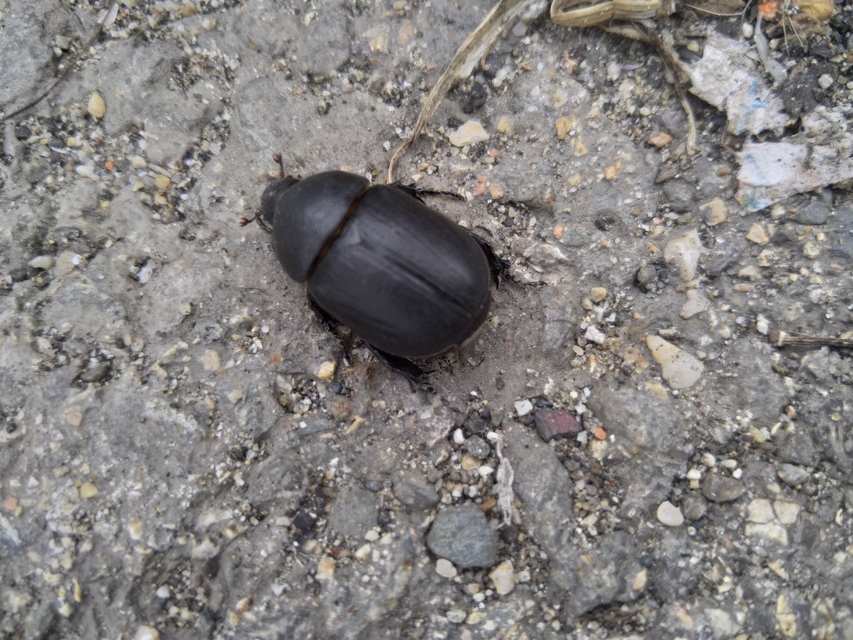 Pentodon idiota - butabogár